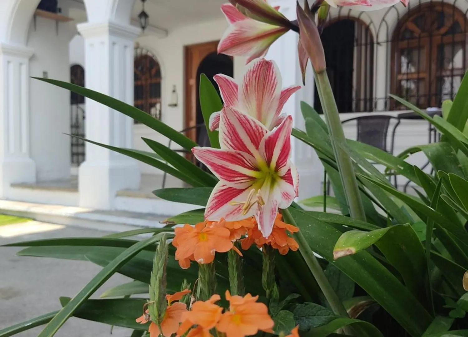 Guest house Blue Moon Hostel Antigua Guatemala